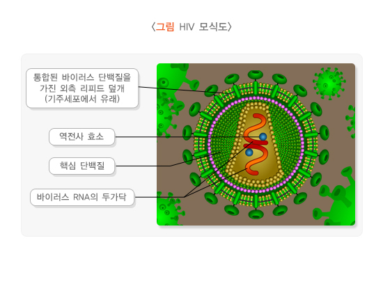  후천성면역결핍증후군