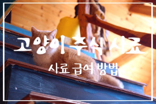  고양이 주식 사료의 모든 것 2편(사료 급여 방법, 사료 급여량 체크하는 방법, 사료 선택 및 구매 하기)