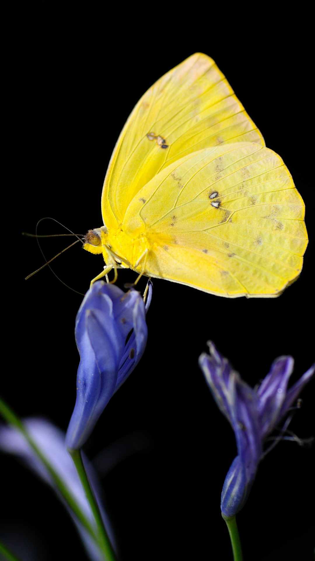 Butterfly Animal iPhone Wallpaper