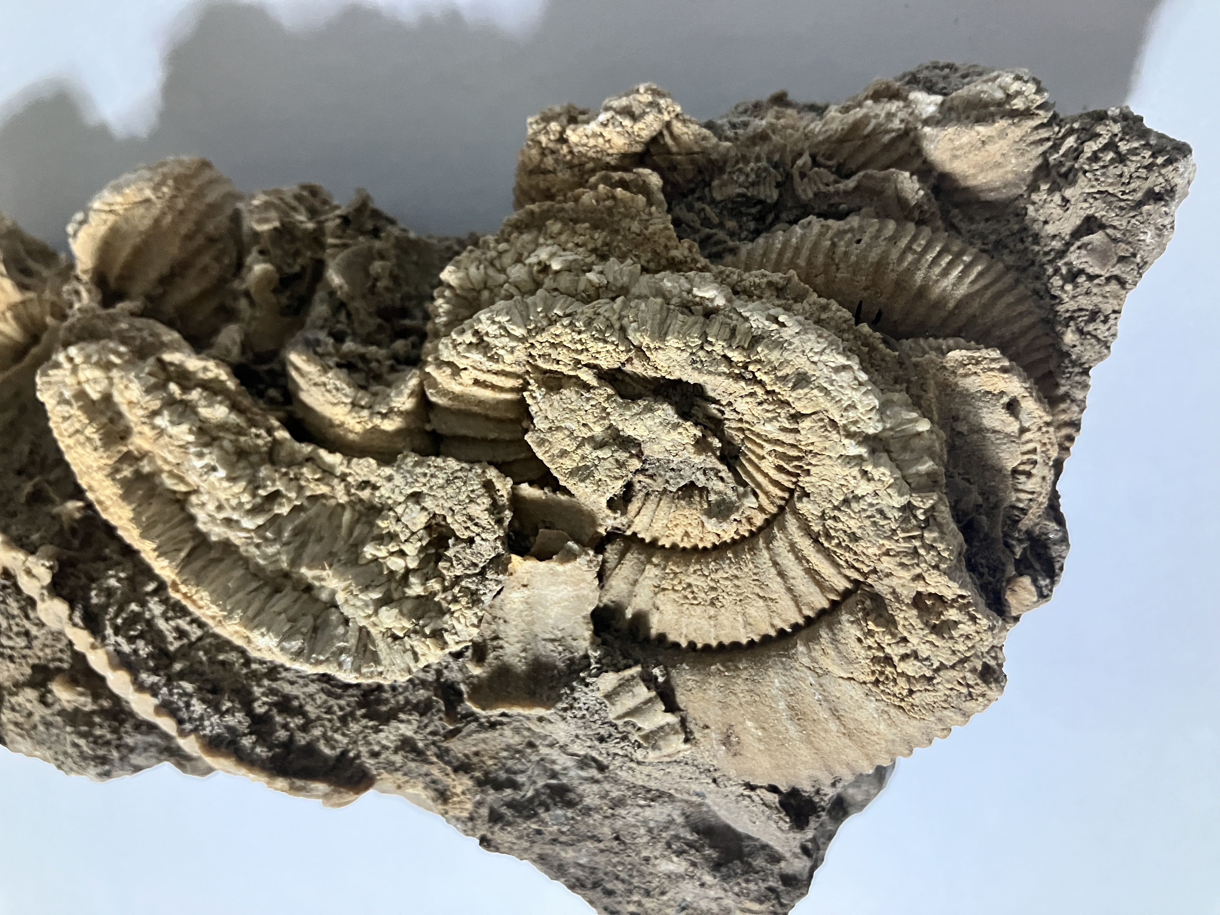 암모나이트 군집 화석