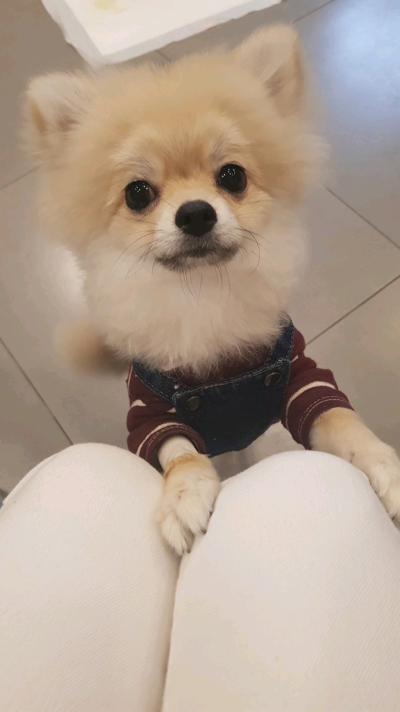 강아지 건강검진을 받았어요 대전동물병원 첫 방문 10
