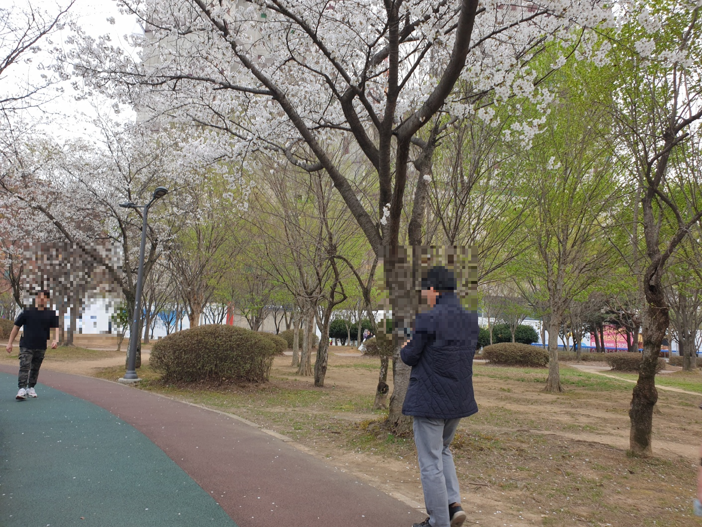광주벚꽃명소