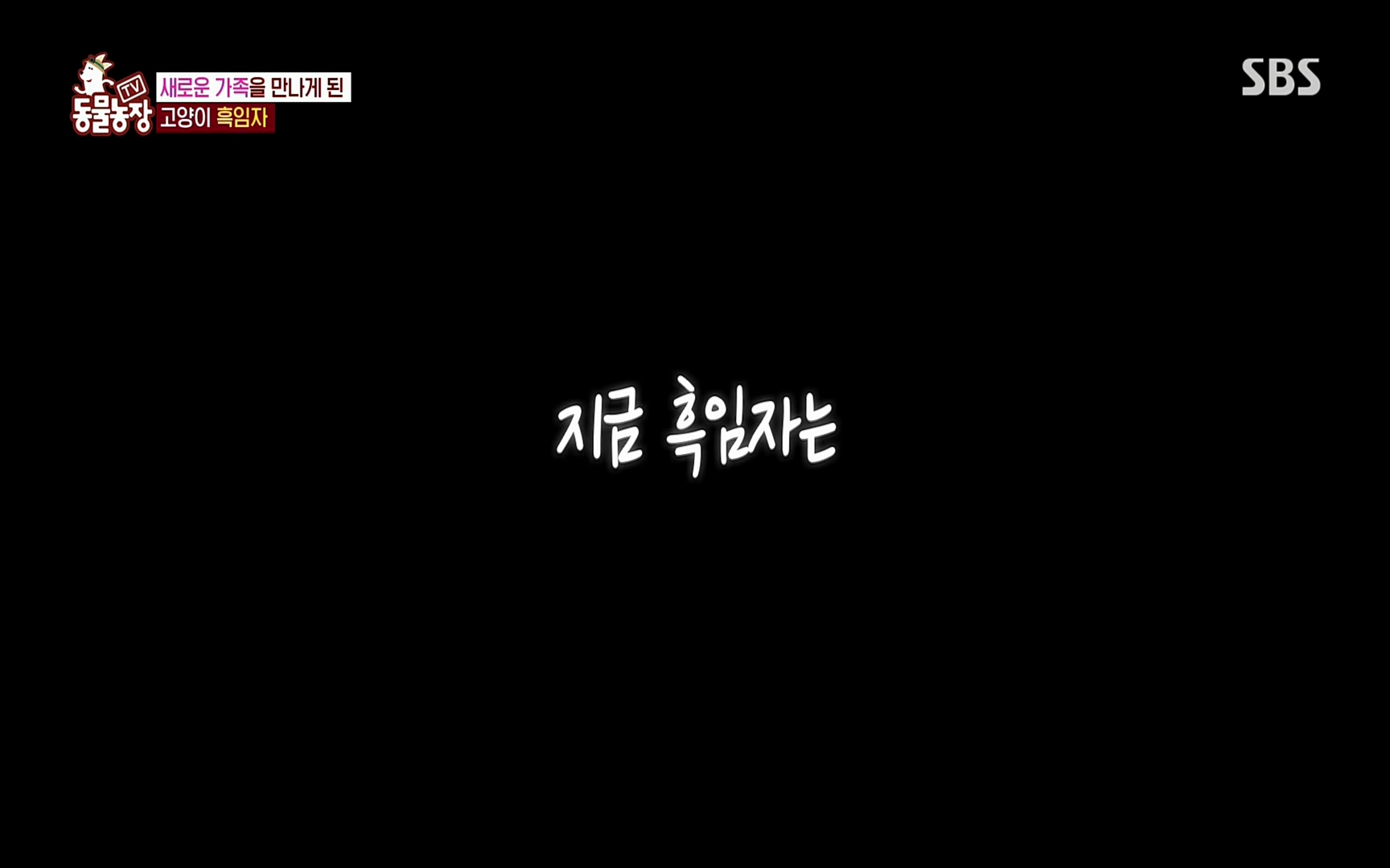 TV 동물농장.E1072.220605p.H264-F1RST.mp4_20220605_181441.544.jpg