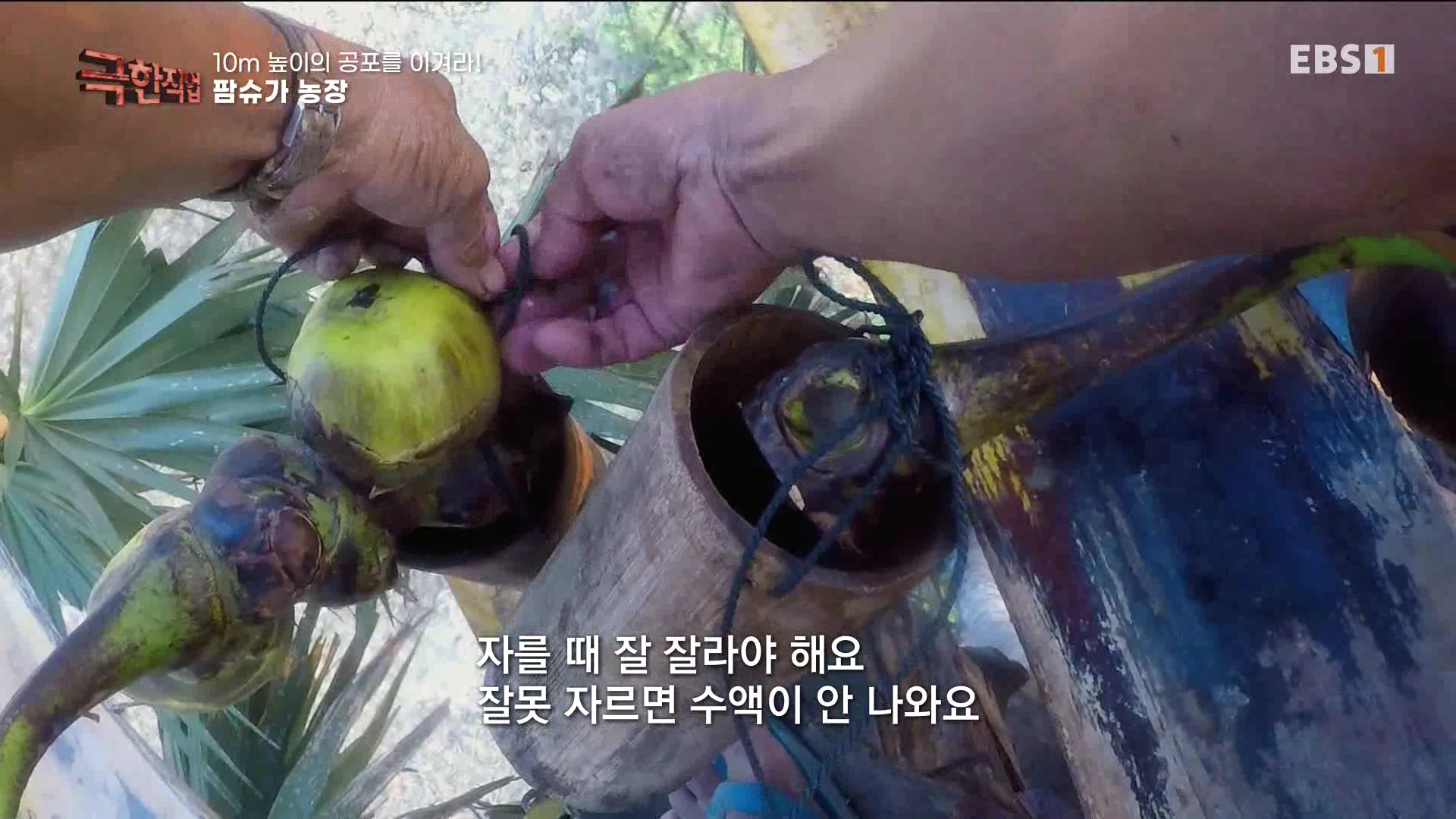 [극한 직업] 캄보디아 팜슈가 농장 230624.mp4_20230701_185222.044.jpg