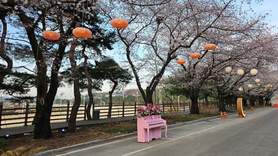 렛츠런파크 서울 벚꽃축제 &amp;#39;벚꽃야경&amp;#39;