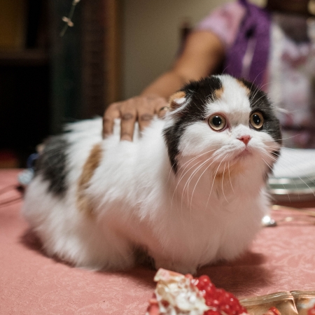 태비 스코티시 폴드 고양이