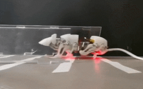 로봇 쥐 개발...수색과 구조 임무 유용  VIDEO: Robot rats could be used to conduct searches at disaster sites