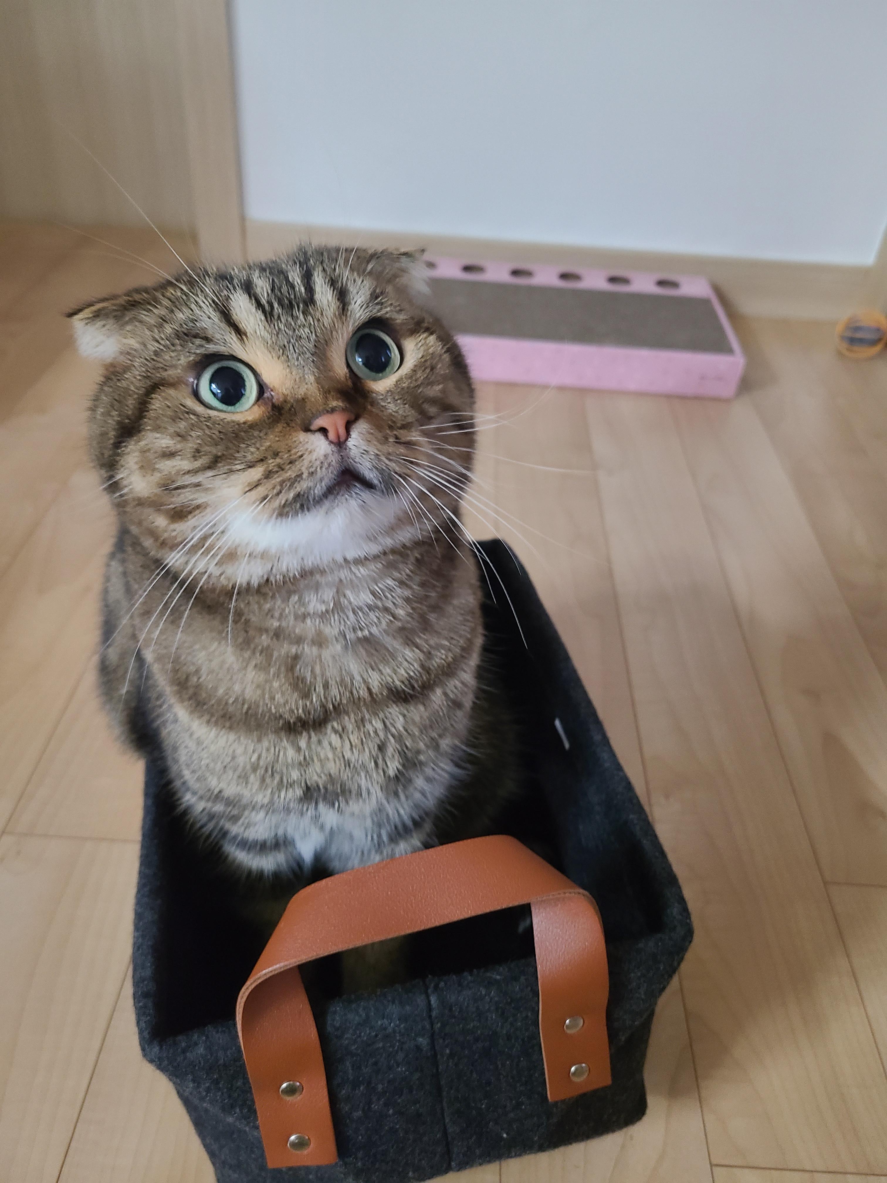  고양이 종류와 특징 소개 브리티시 숏헤어, 메인쿤, 스코티쉬 폴드, 러시안블루,먼치킨