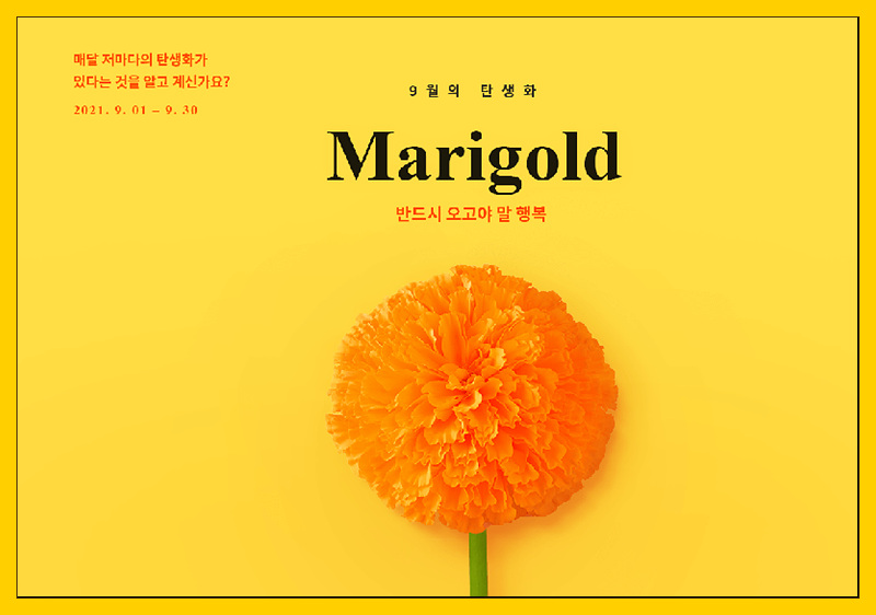  꽃 정기구독 꾸까! 9월의 탄생화 메리골드 꽃다발