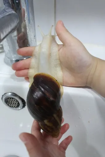 백와달팽이 가격 키우기 분양 수명 먹이 성격 종류_9