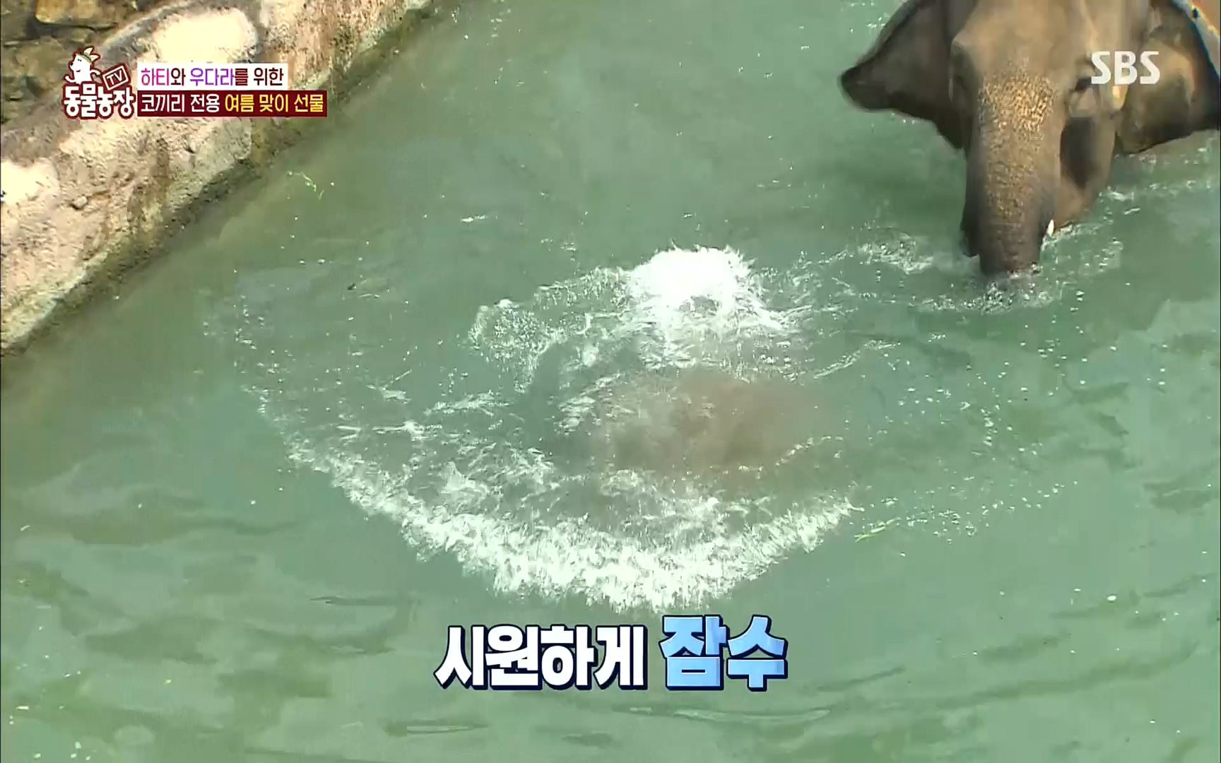 TV 동물농장.E1083.220821p.H264-F1RST.mp4_20220821_183700.326.jpg