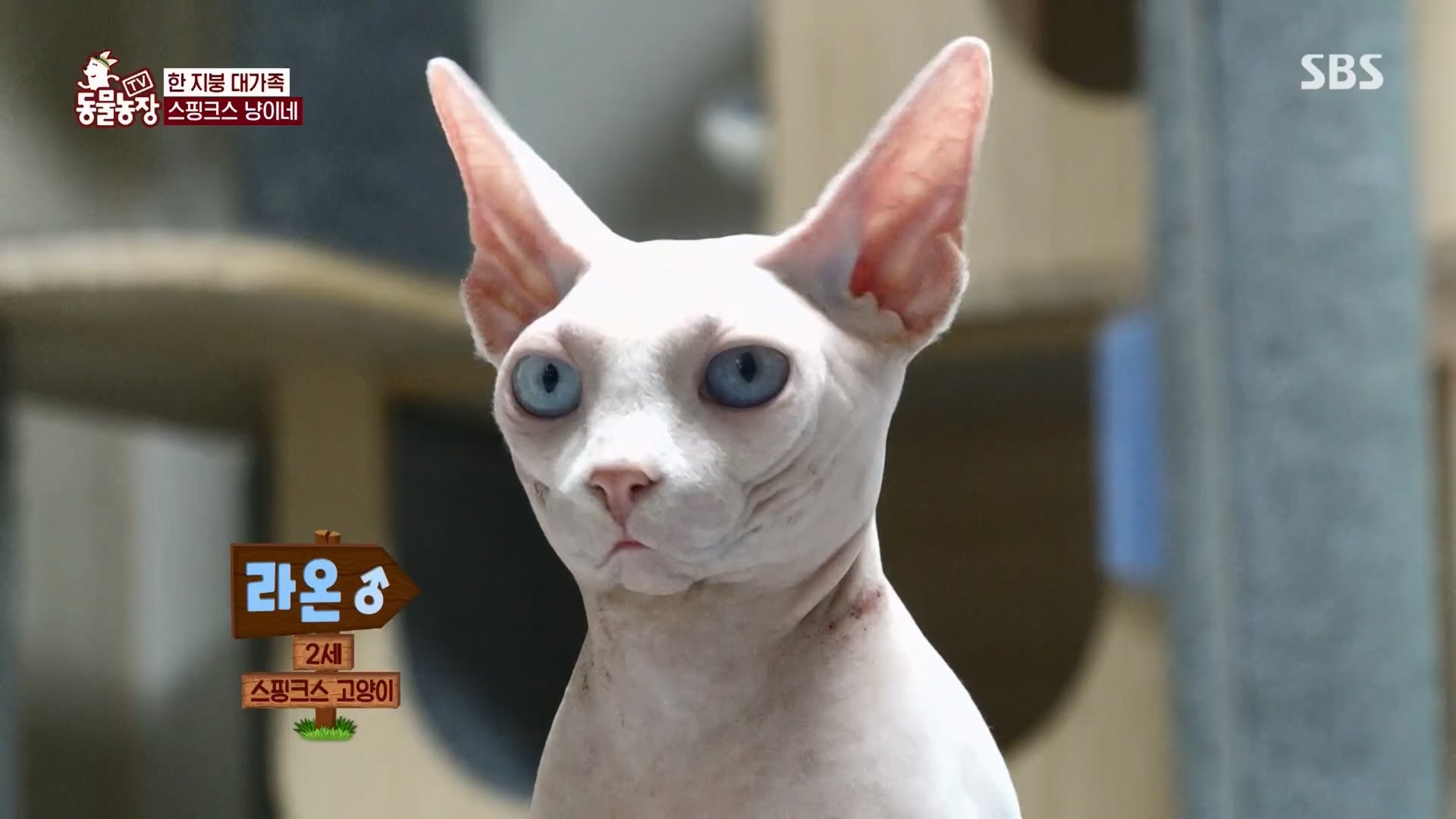 TV 동물농장.E1116.230416p.H264-F1RST.mp4_20230418_194205.505.jpg