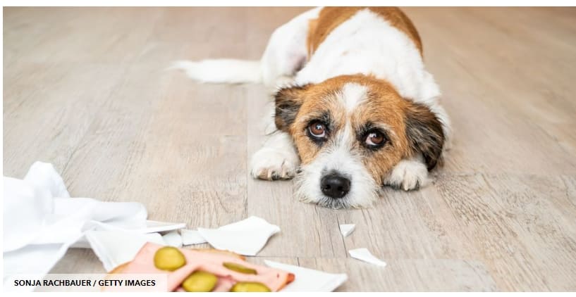  반려견에게 먹이면 안되는 음식 9 Human Foods That Are Toxic to Dogs