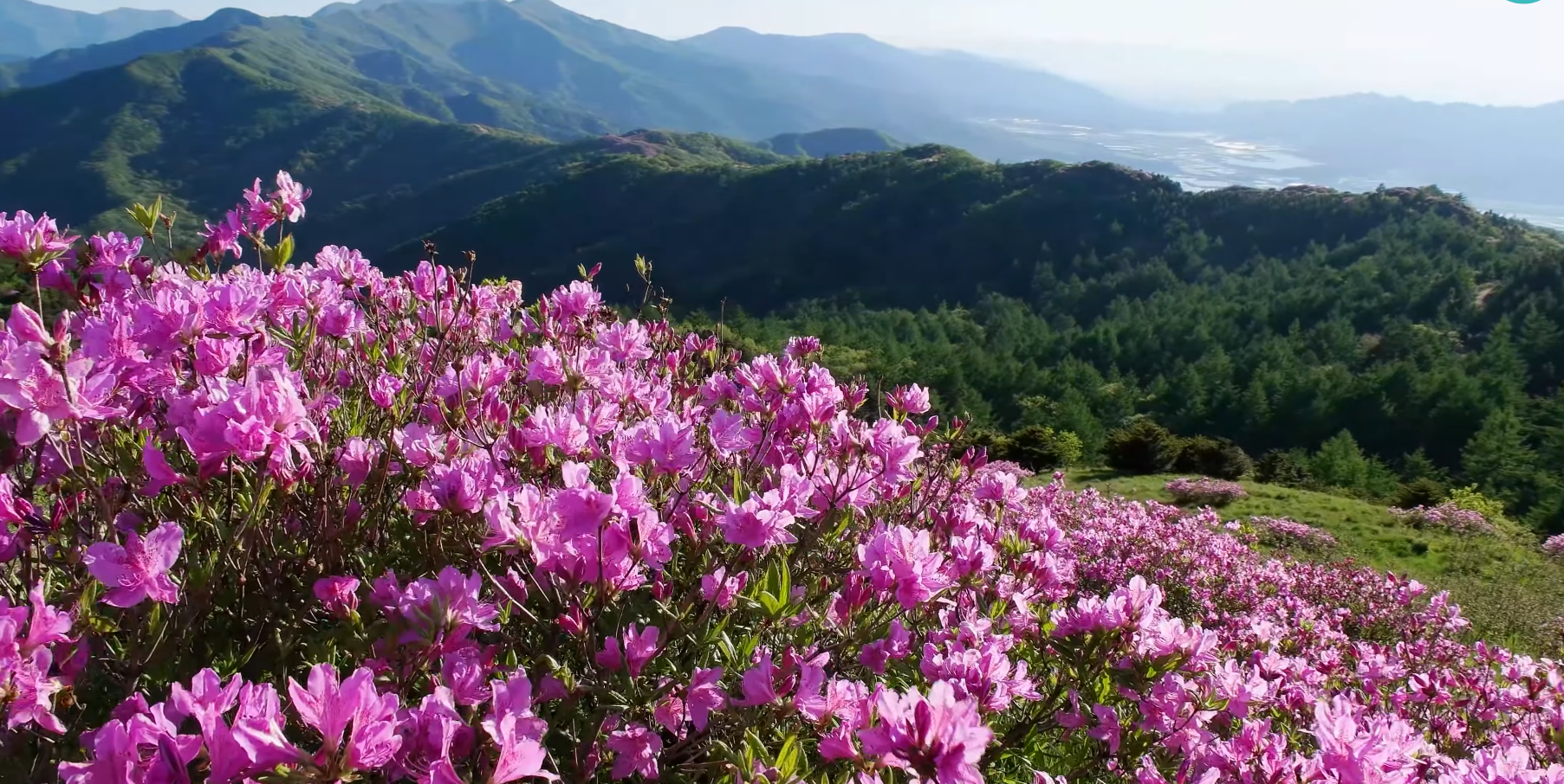 2023 지리산 바래봉 철쭉 군락지 여행 (지리산 운봉 바래봉 철쭉 축제)