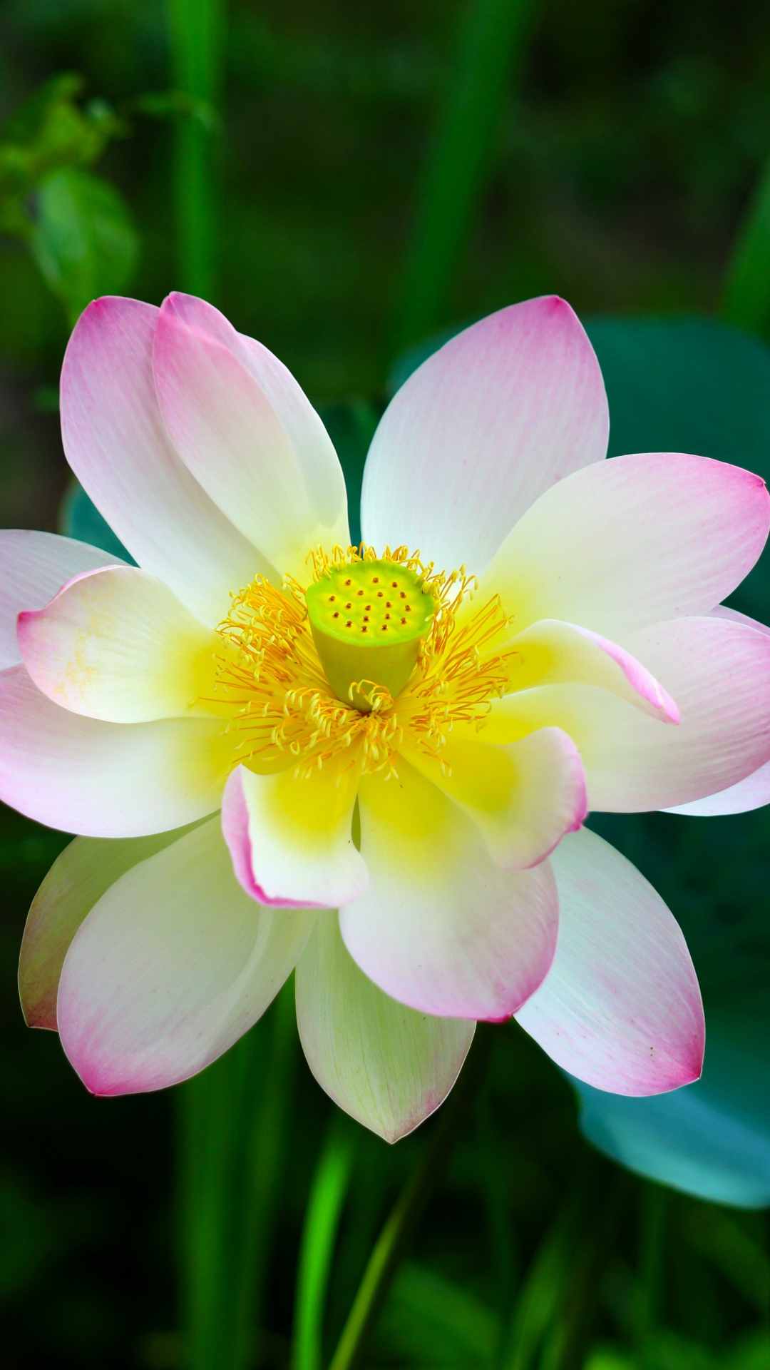 Lotus Flower iPhone Wallpaper