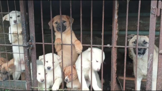 한국&#44; 개고기 사육과 판매 중단 법안 통과