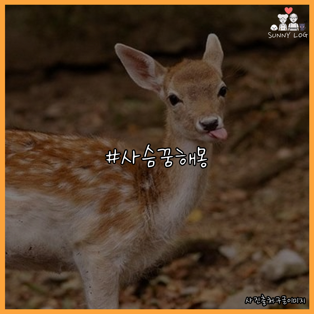  꽃사슴 꿈해몽 길몽일까 아닐까
