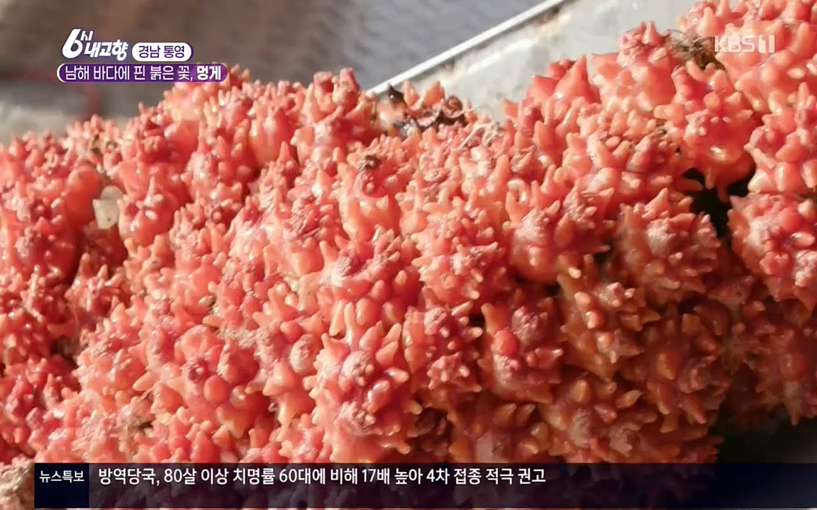 6시 내고향.E7511.220415p.H264-F1RST.mp4_20220425_174116.558.jpg