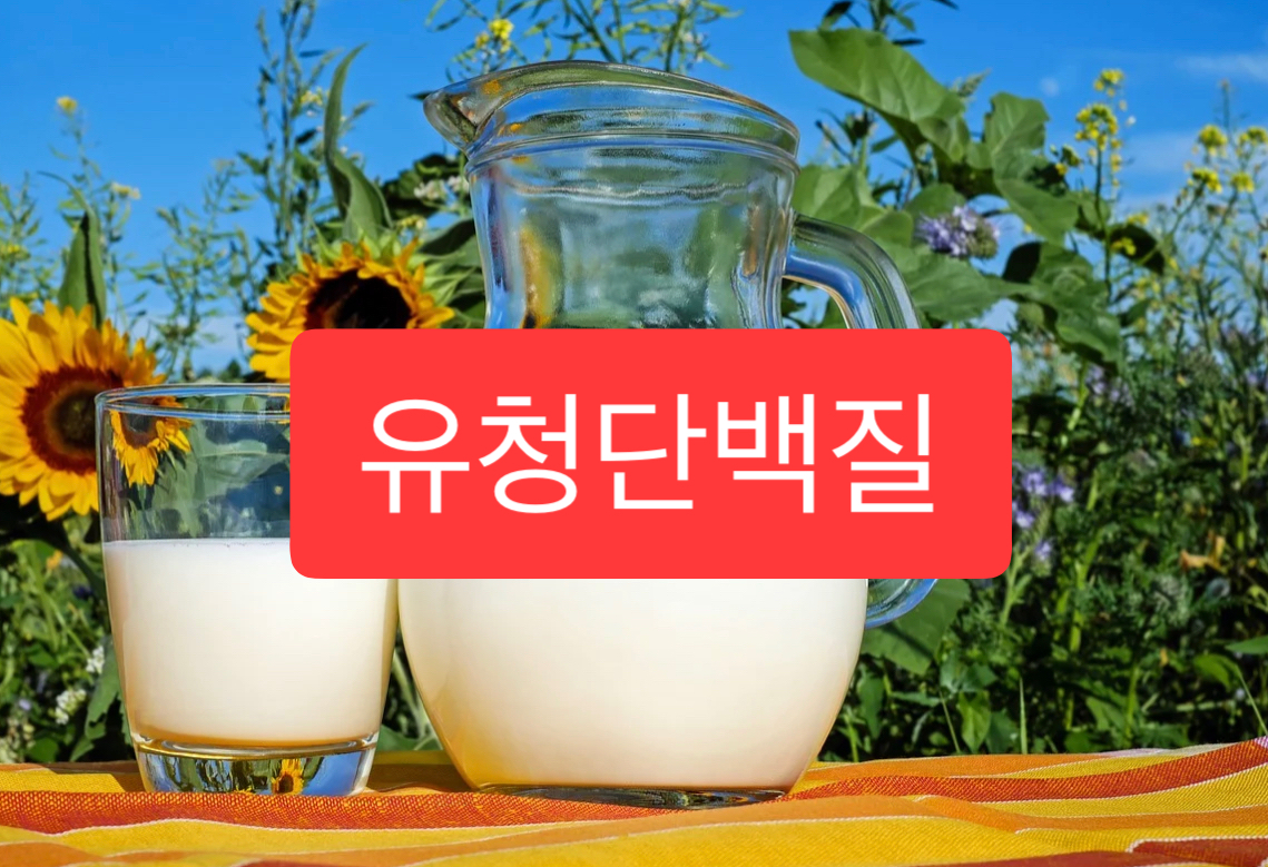  유청 단백질 부작용 효능