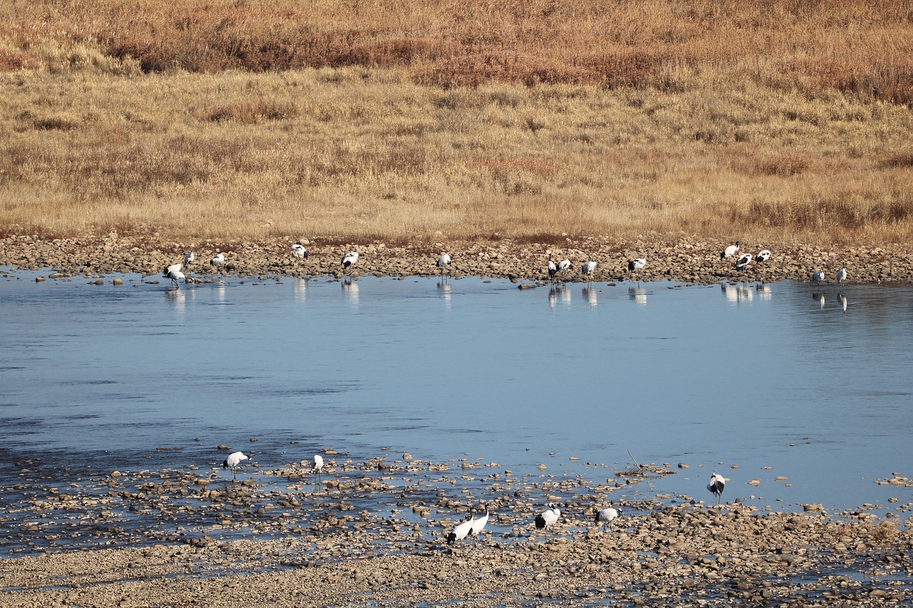 Korean Wildlife and Conservation Efforts