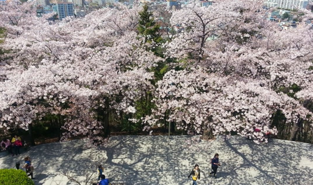 제황산 공원