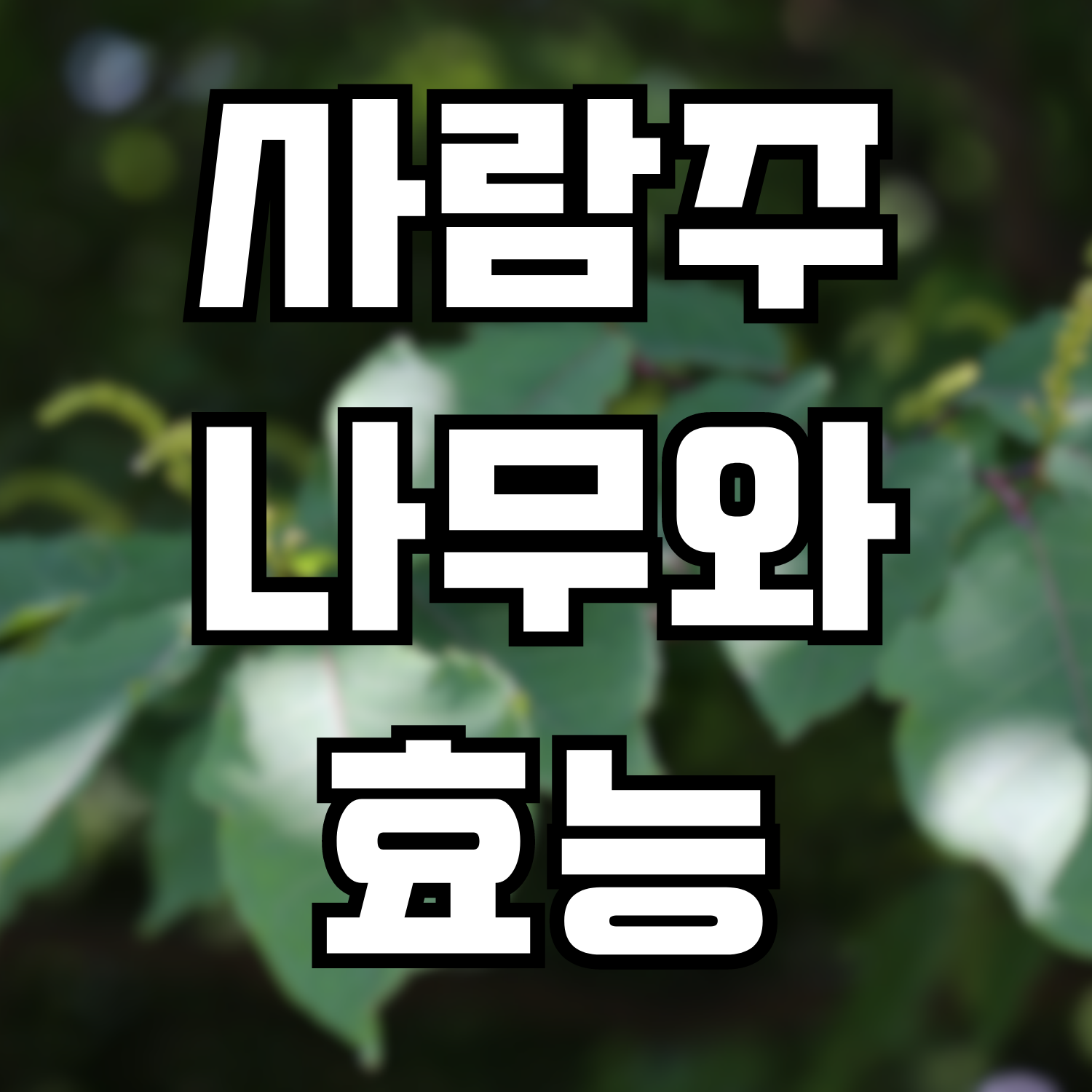  사람주나무, 사람주나무의 효능