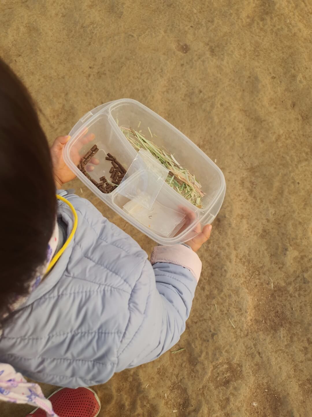 나눔농장에서 나눠주는 먹이 체험을 할수 있는 건초.당근.사료가 담겨져 있는 사진입니다