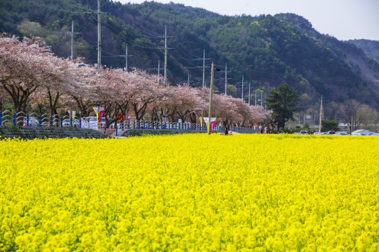 노란 물결의 향연, 삼척 맹방 유채꽃 축제 완벽 가이드 꿀팁, 사진 장소, 추천, 일정, 정보