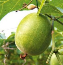  나한과 효능 : 신비의과일 (설탕대체)