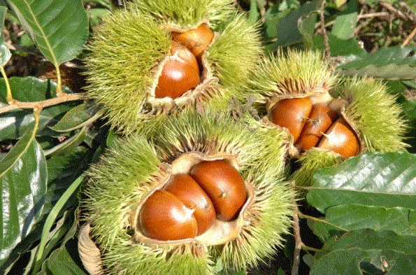  밤나무 효능, 부작용, 사용법