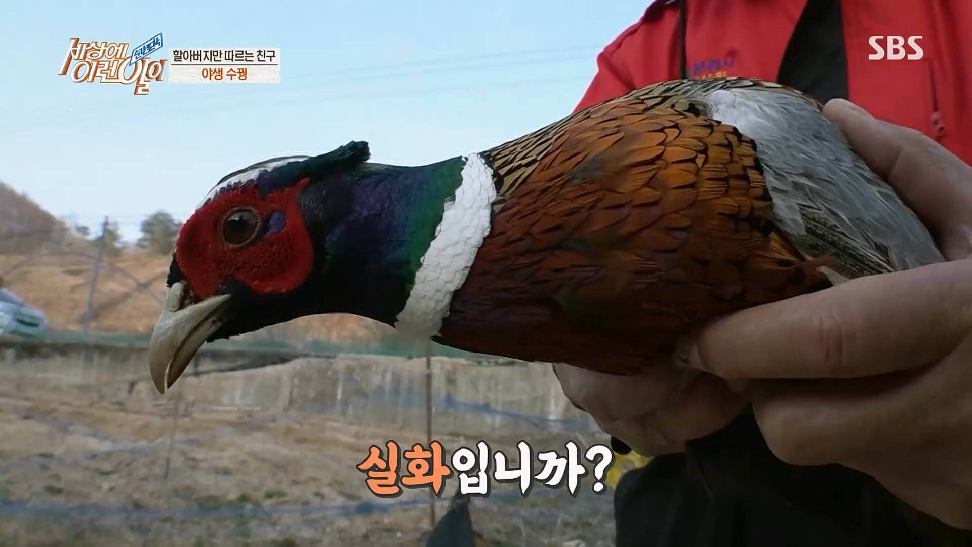 순간포착 세상에 이런일이.E1224.230404p.H264-F1RST.mp4_20230405_193508.606.jpg
