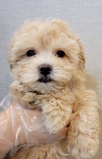 개를 입양했어요. 가마솥 산 유기견 보호 센터 귀여운 5