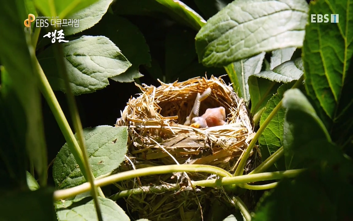 생존 3부_ EBS 다큐프라임_ 220629.avi_20220701_204659.587.jpg