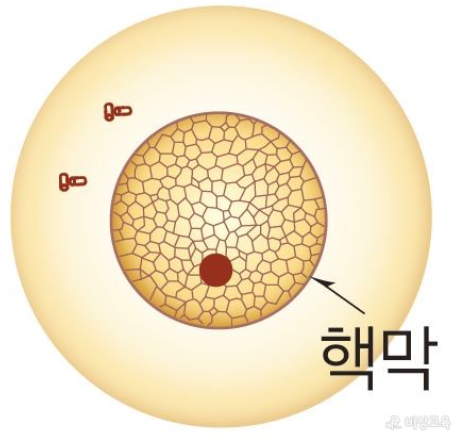 세포분열 준비기