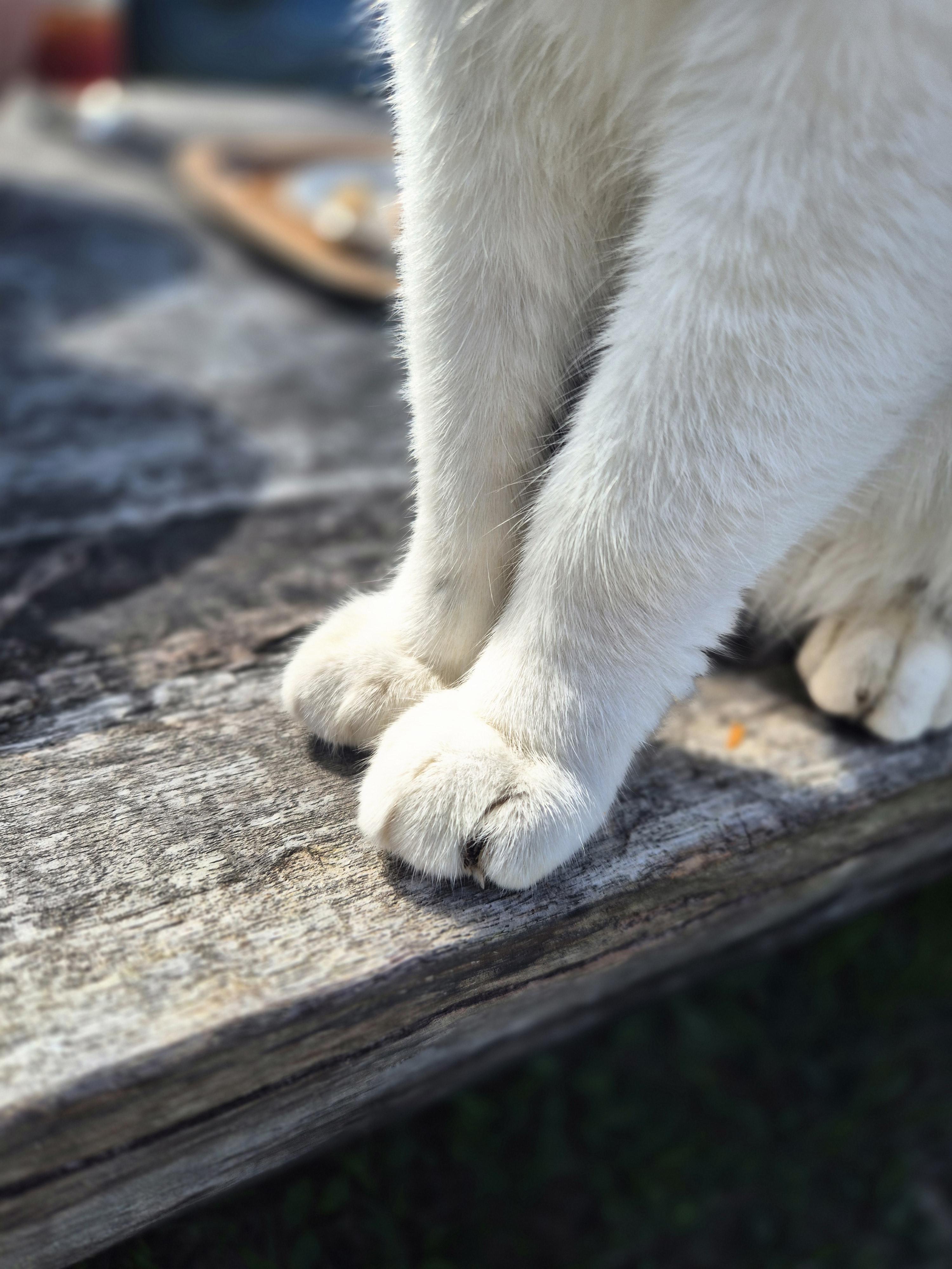 제주빵집 고양이