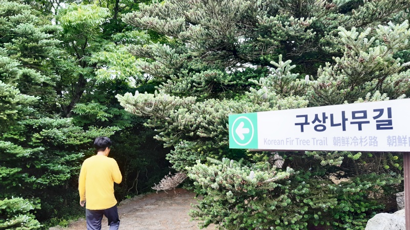 산굼부리_구상나무길