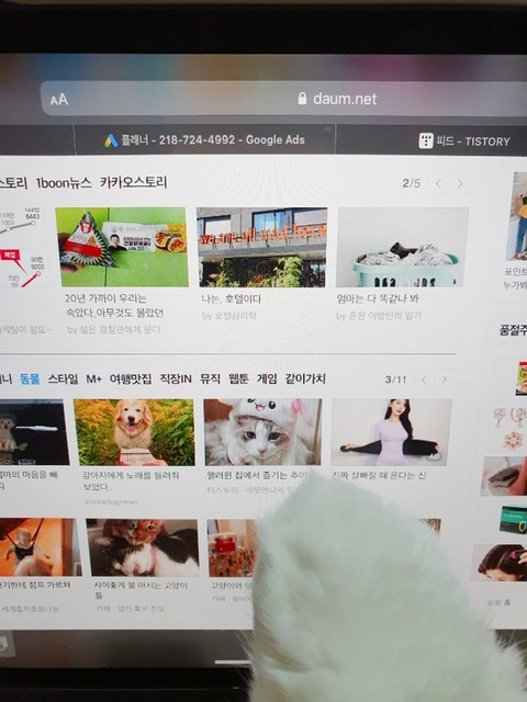  기분이 너무 좋아 골골송하는 추이