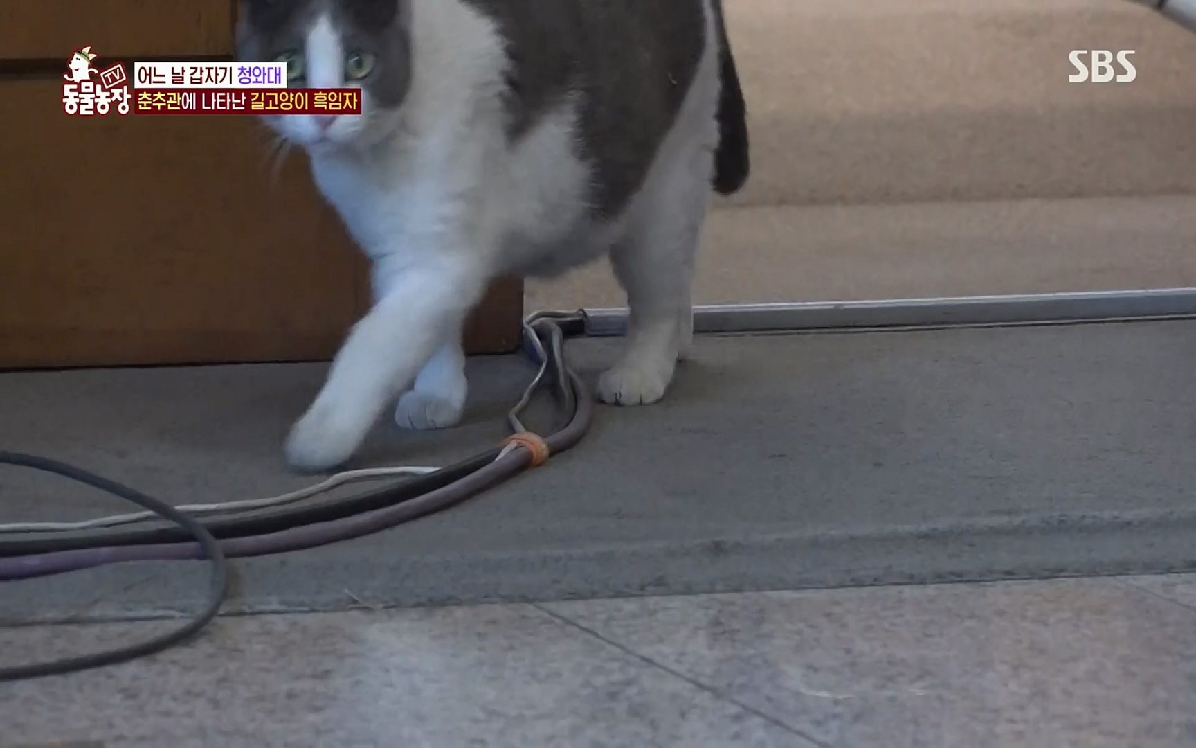 TV 동물농장.E1072.220605p.H264-F1RST.mp4_20220605_181432.635.jpg