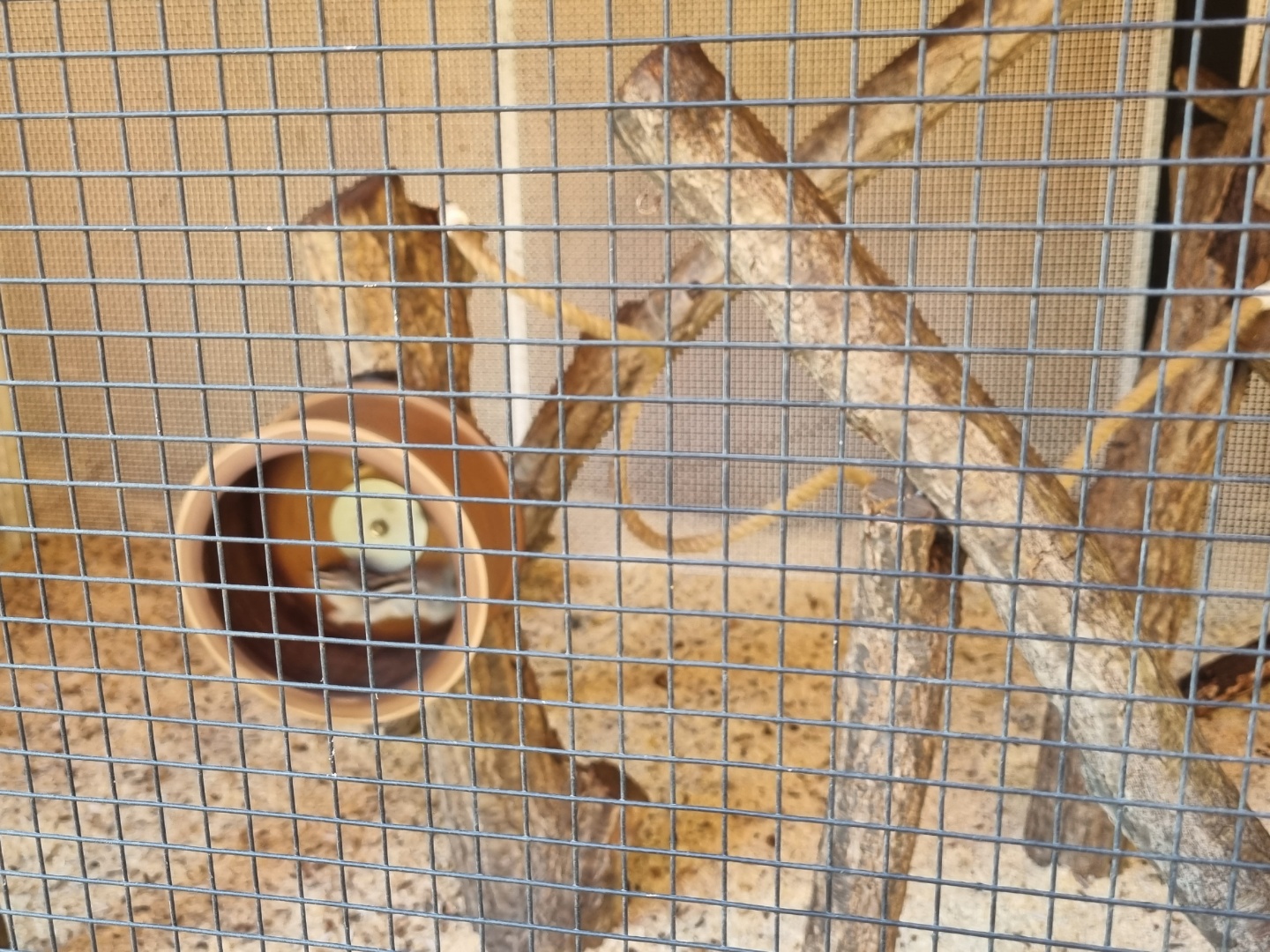 화담숲 다람쥐