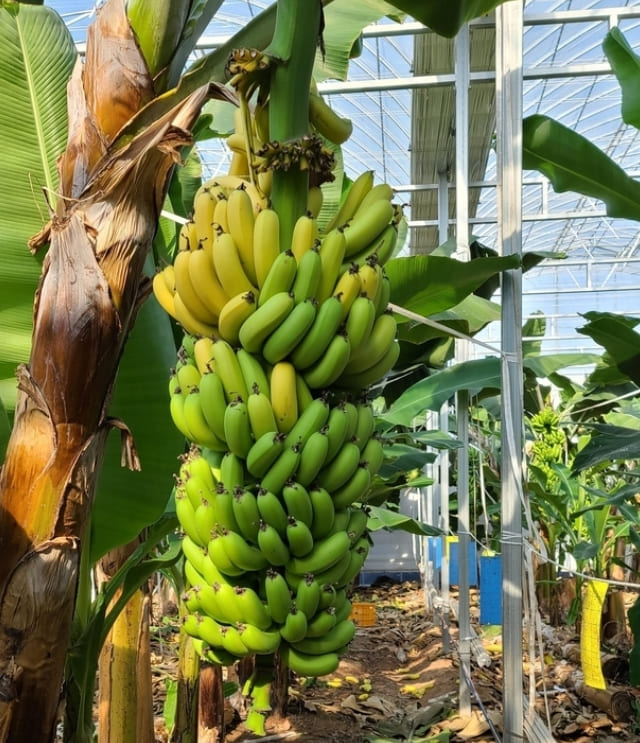 씨 없는 바나나... 어떻게 재배하지 How to Grow Bananas From Seed