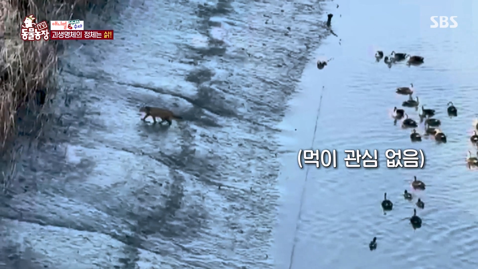 TV 동물농장.E1164.240324p-NEXT.mp4_20240324_170518.524.jpg