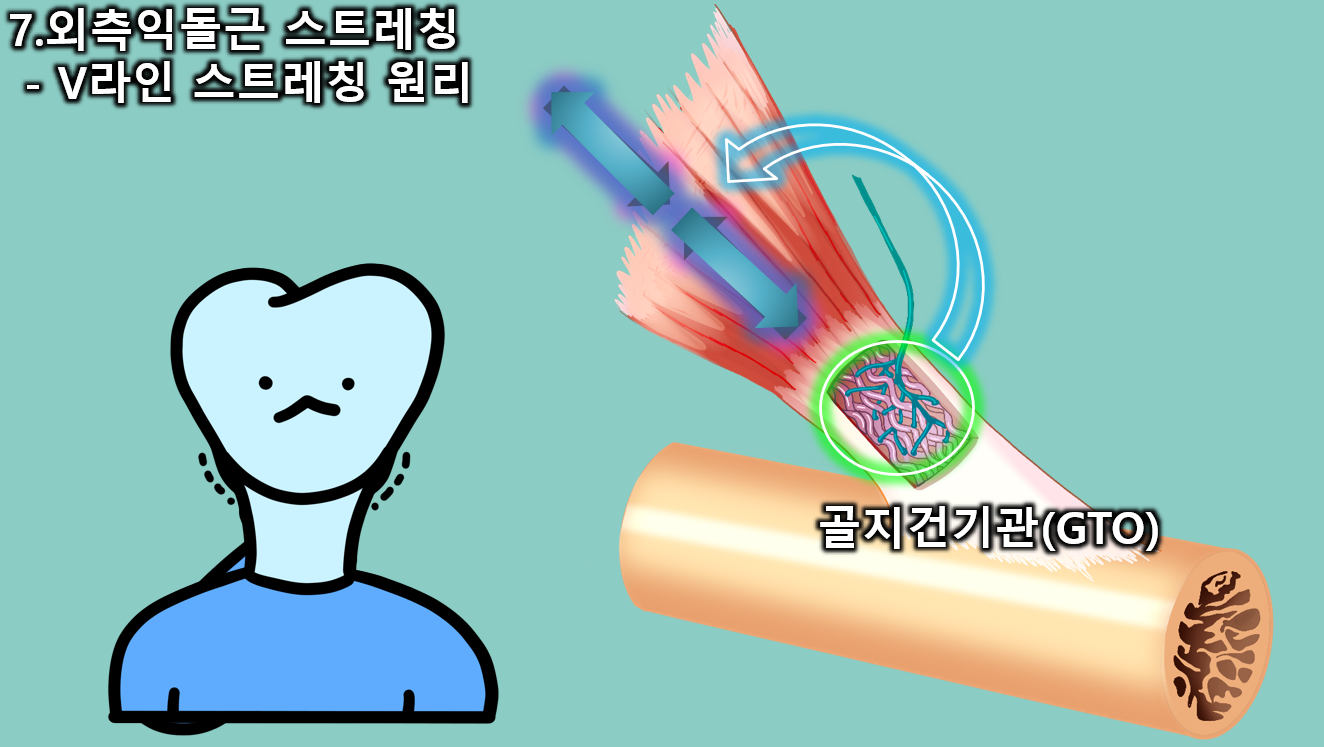 외측익돌근(가쪽 날개근) 완벽해부와 외익돌근(외익상근) 통증 해결