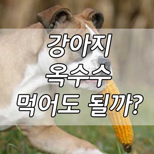 강아지 옥수수 먹어도 되나요? 강아지가 먹으면 안되는 채소 4가지!