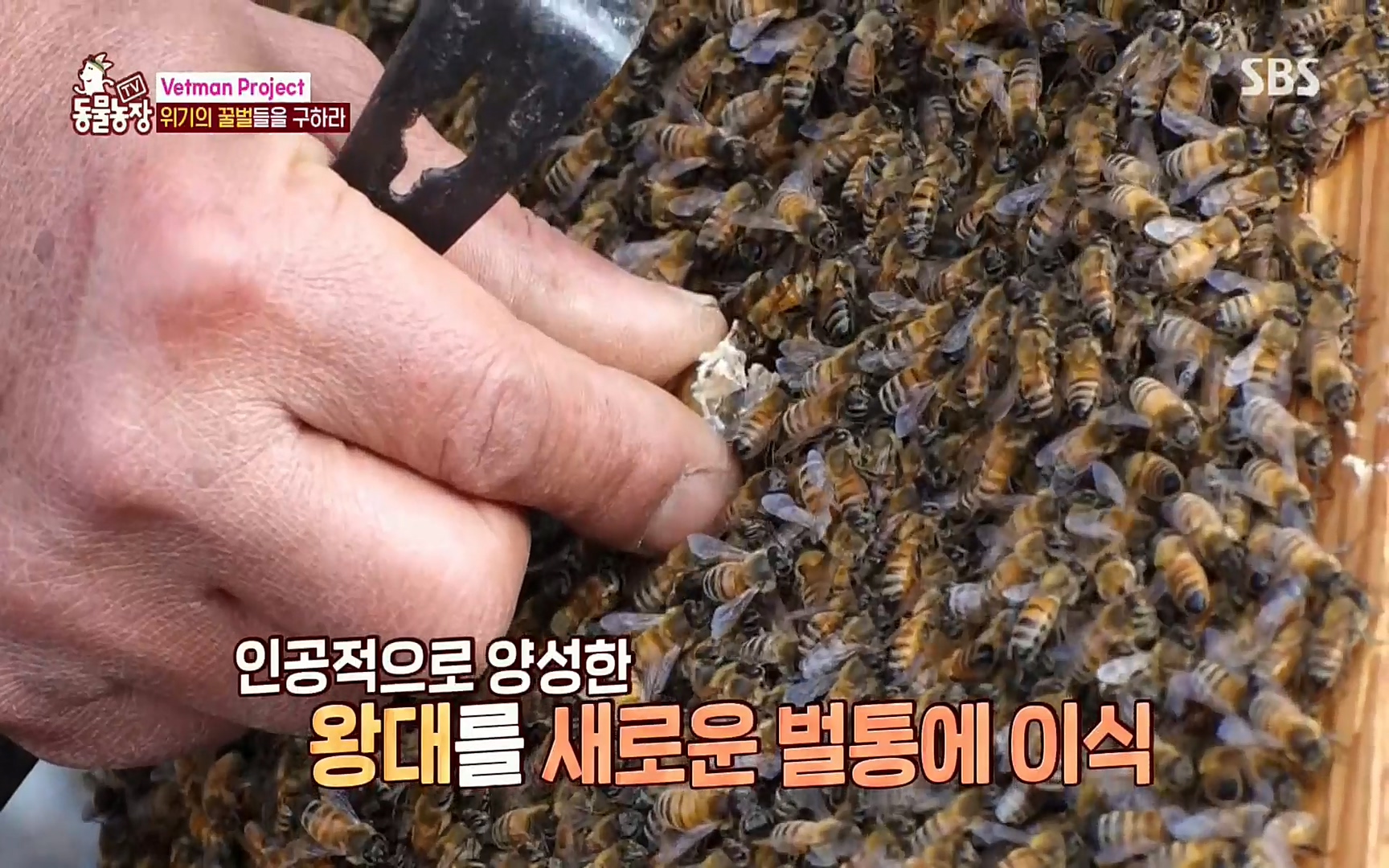 TV 동물농장.E1072.220605p.H264-F1RST.mp4_20220605_181213.982.jpg