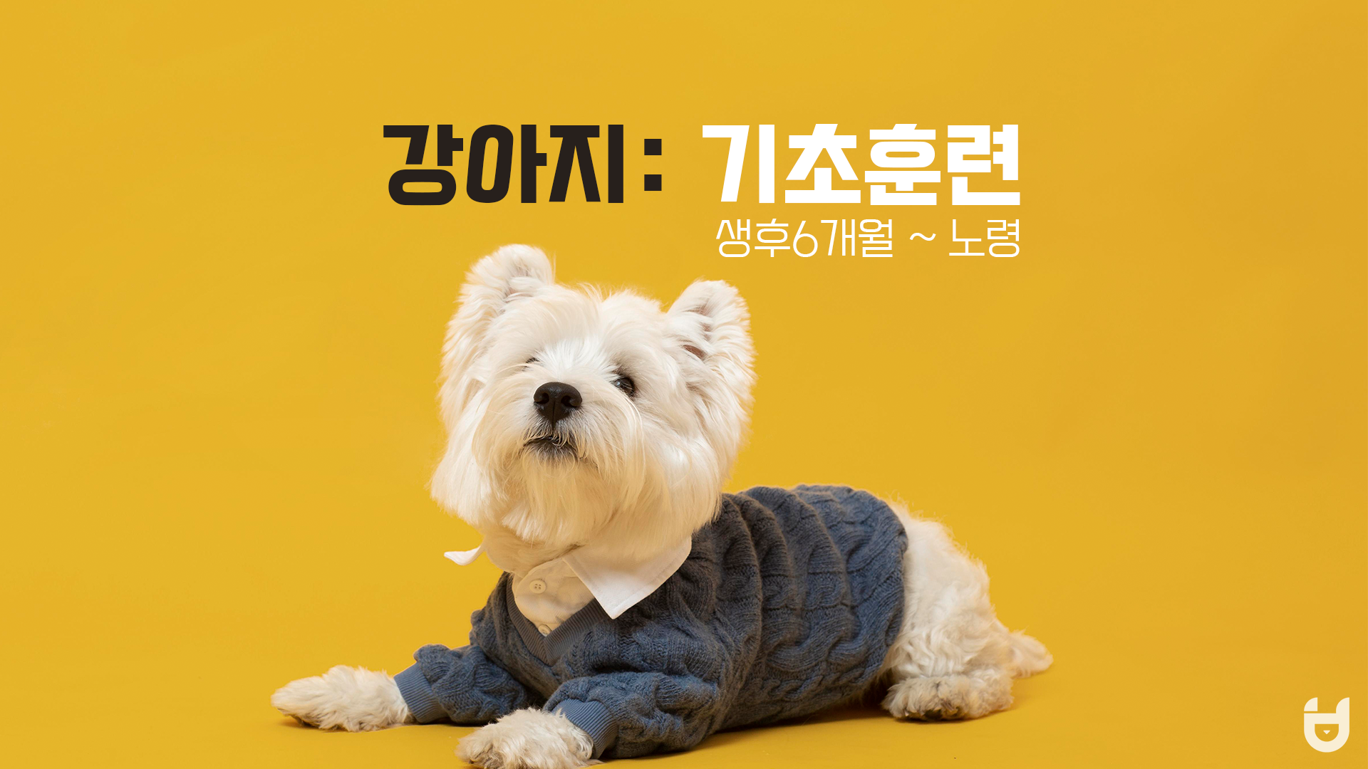  초보 보호자 필독! 나이별 강아지 기초 훈련 방법 (2)