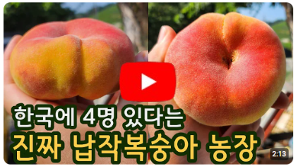 한국에서 4명 있다는 진짜 납작 복숭아 농장 -복숭아 직거
