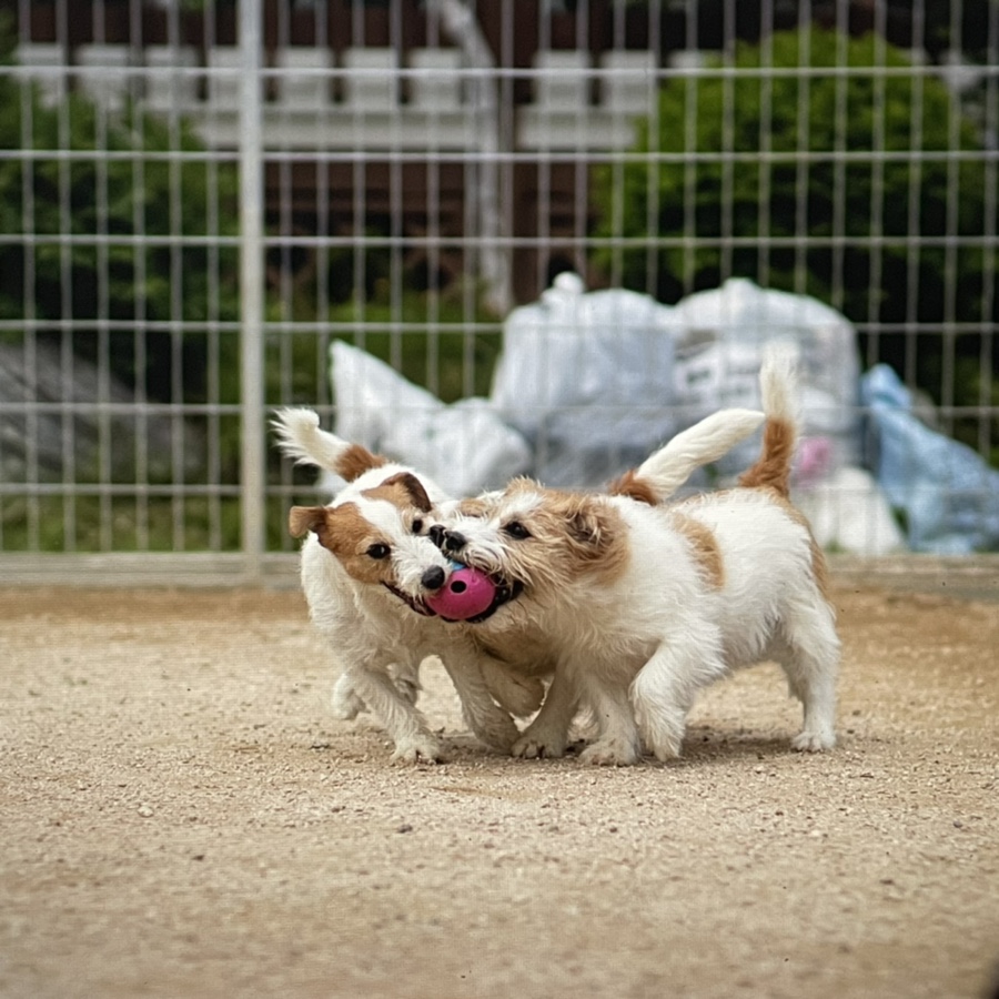 러셀테리어 성격과 털이 활발한 강아지 종류 잭 6