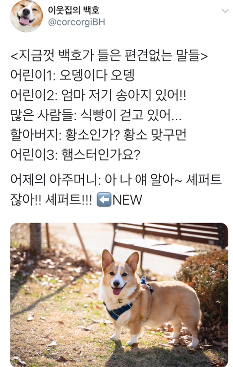 지금까지 댕댕이가 들은 편견 없는 말들