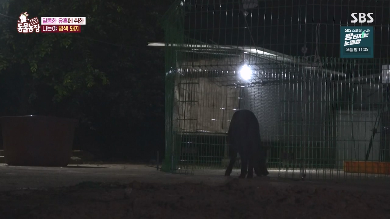 TV 동물농장.E1144.231106p-NEXT.mp4_20231105_175951.022.jpg