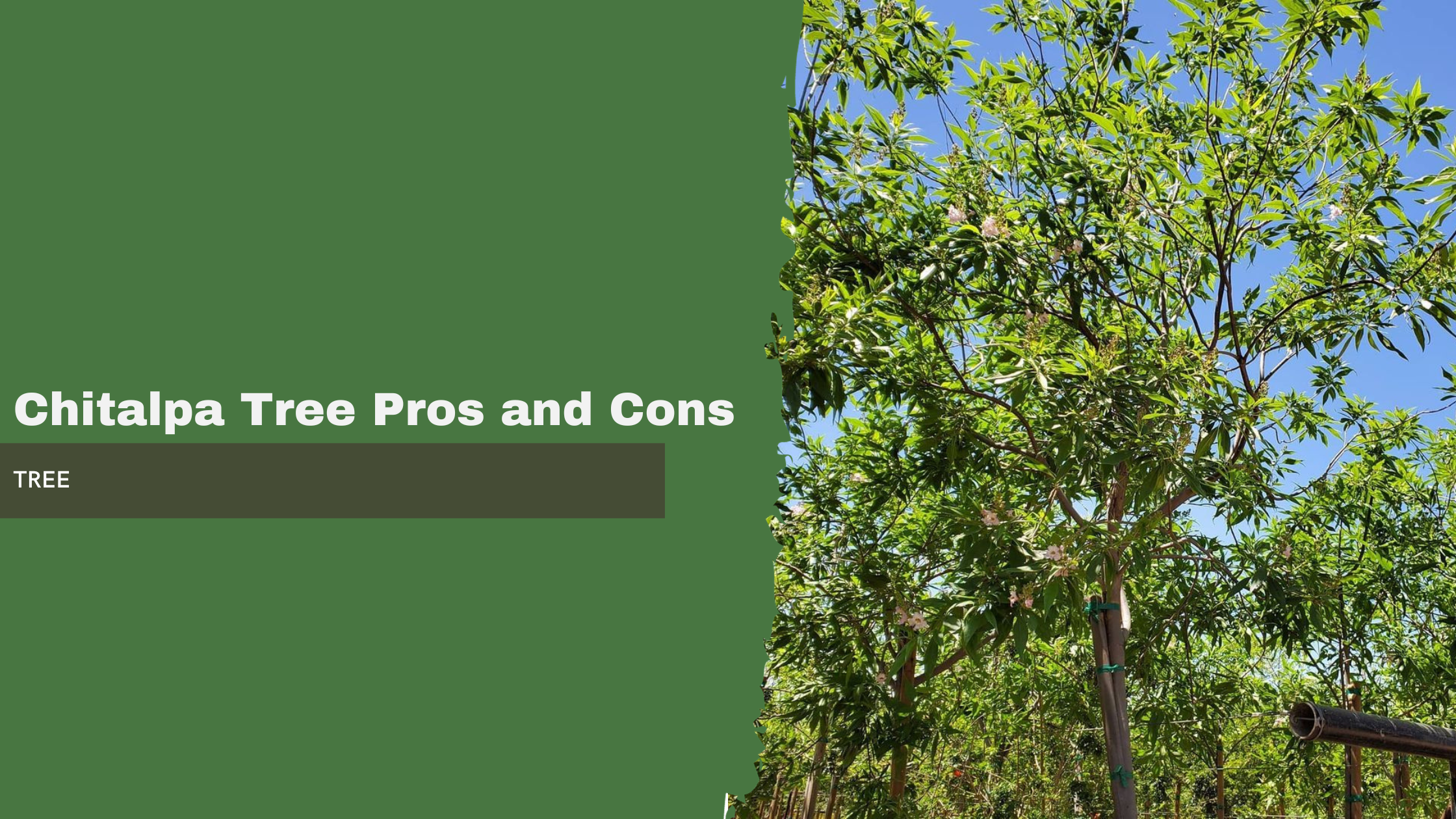 Chitalpa Tree Pros and Cons